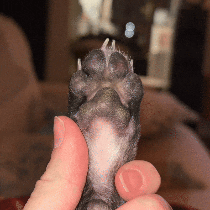 Custom IOW Paw Print Keepsake™