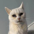 Custom Pet Portrait - Beach Stripes ™