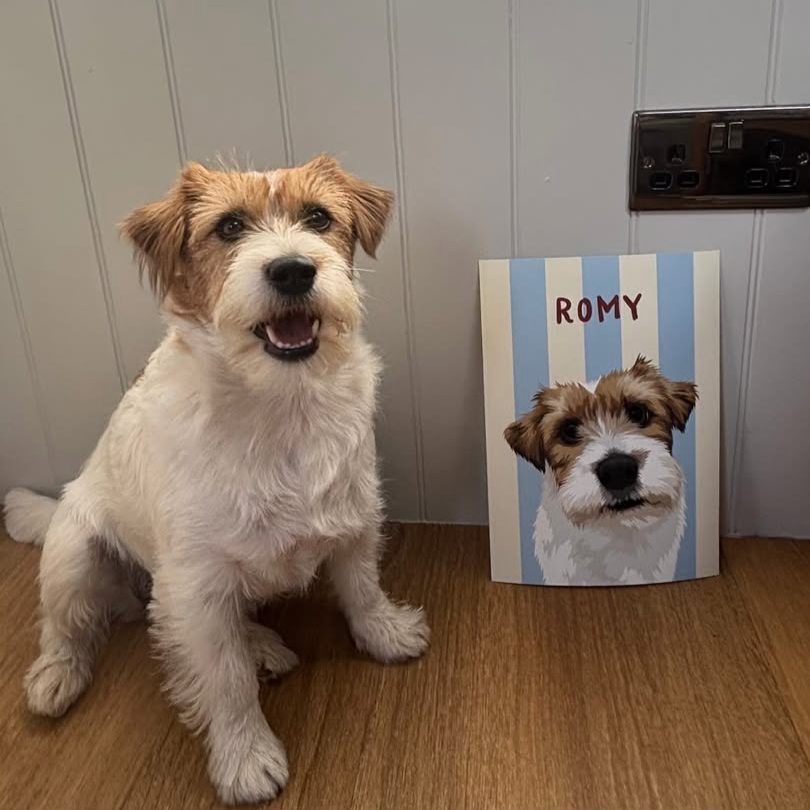 White and brown dog named Romy sitting next to its framed custom pet portrait with blue striped background — personalised dog portrait print