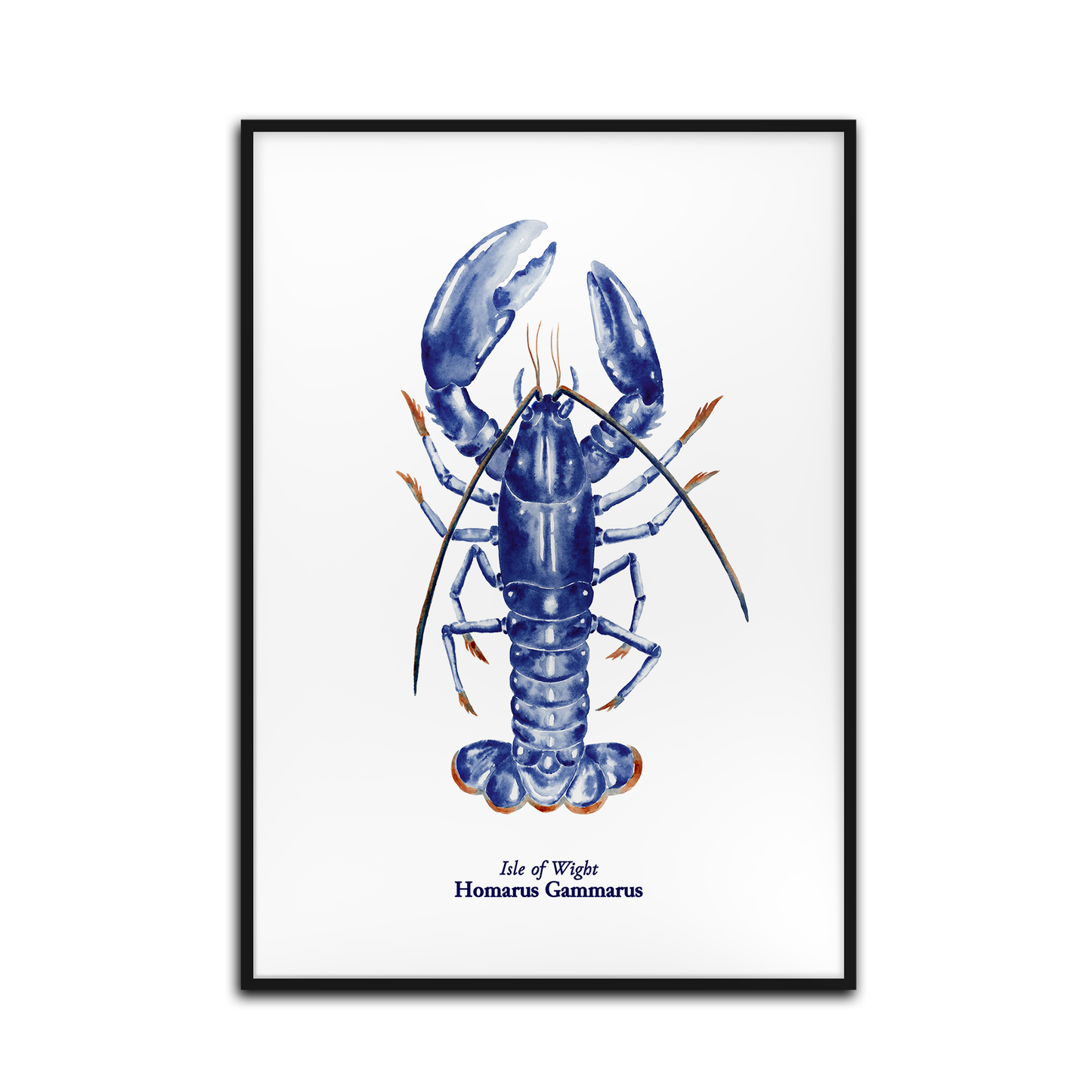 Homarus IOW Lobster Print