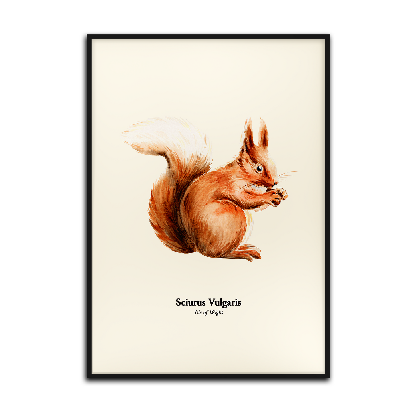 Red Squirrel on Beige