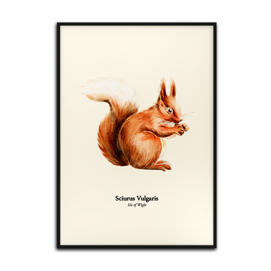 Red Squirrel on Beige