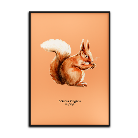 Red Squirrel on Burnt Orange