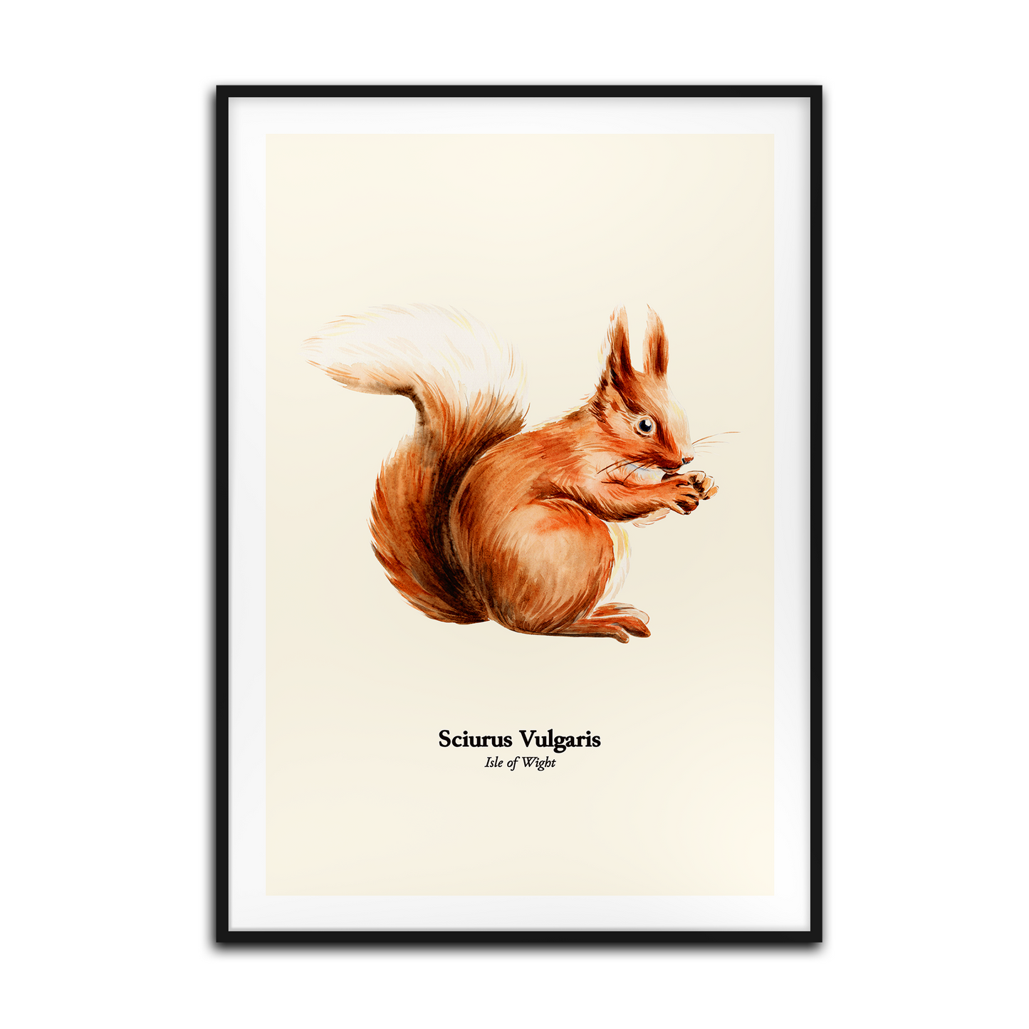 Red Squirrel Mounted